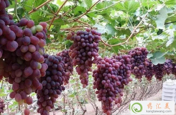 ؿԳц