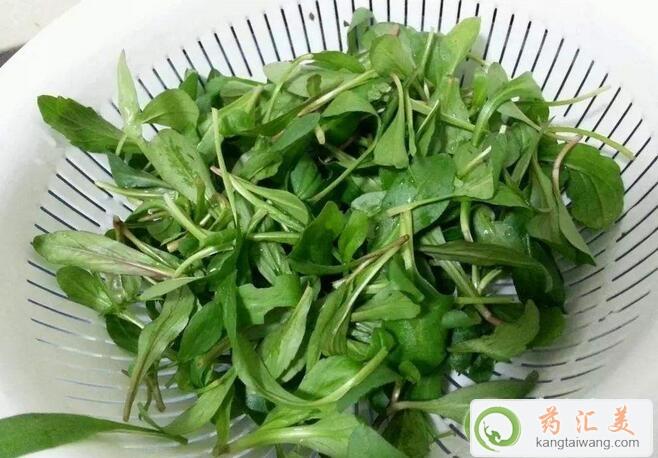 胰腺炎能吃馬頭蘭嗎